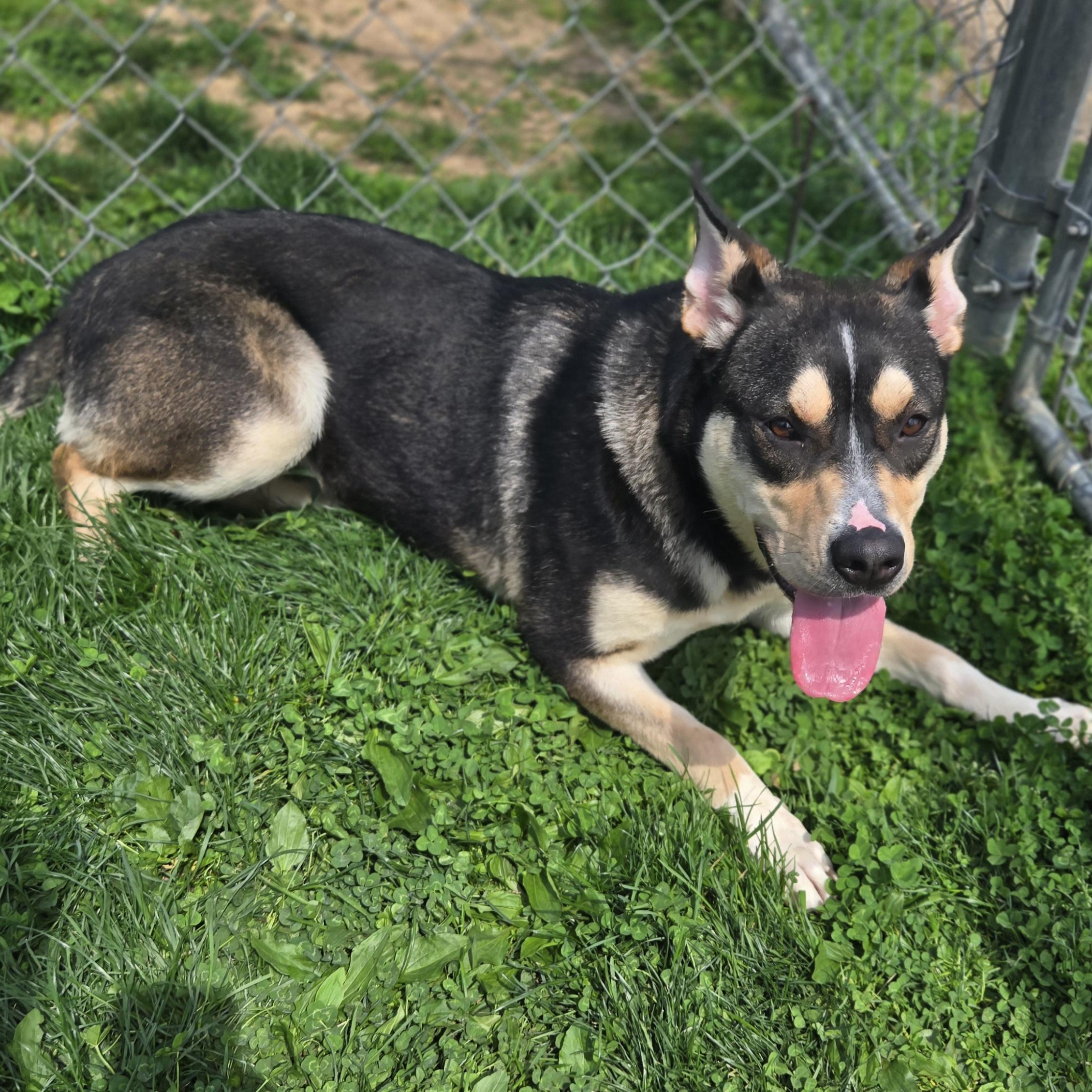 Enlarge Pandora, a ADOPTABLE Australian Kelpie in Xenia , OH image 3/6