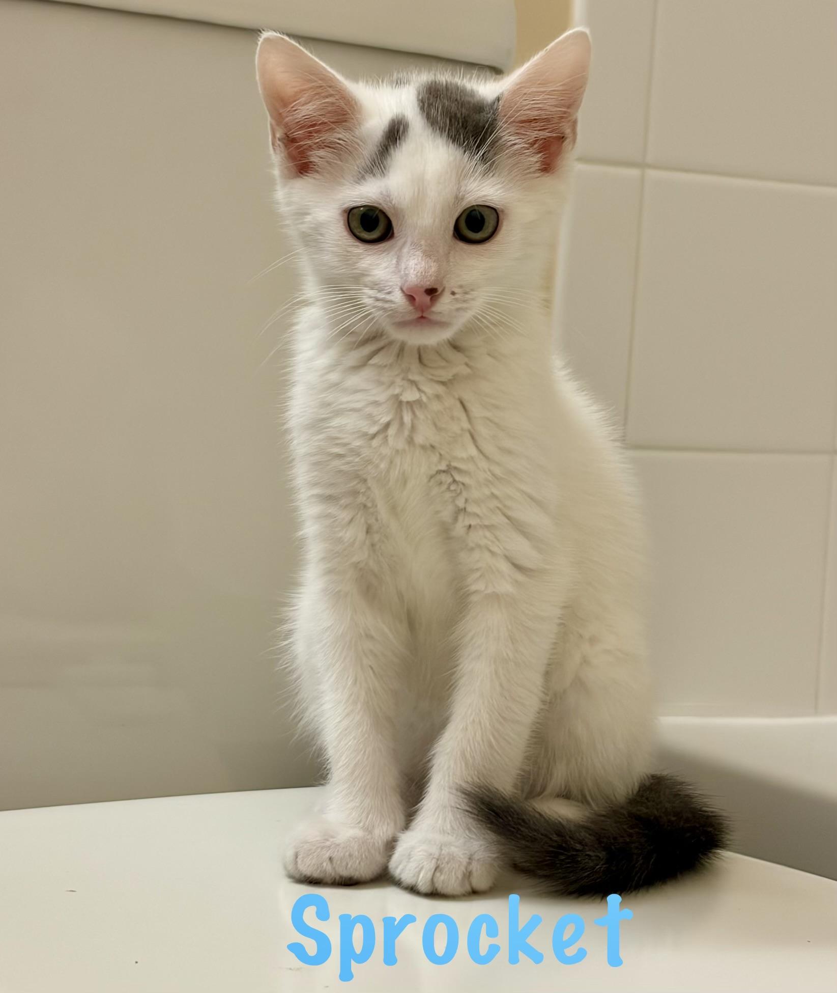 Sprocket, Adoptable, Kitten Male Domestic Short Hair.