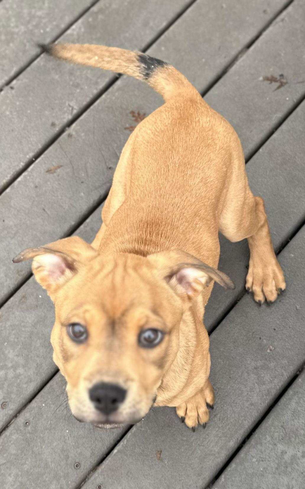 Enlarge Abe, a Adopted American Bulldog in Tonawanda, NY image 3/3