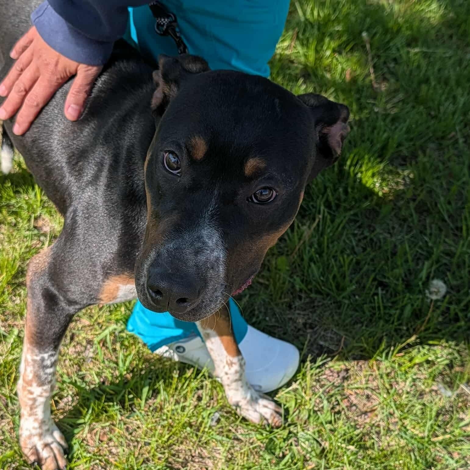 RICKY, a ADOPTABLE mixed breed in Westland, MI image 4/5