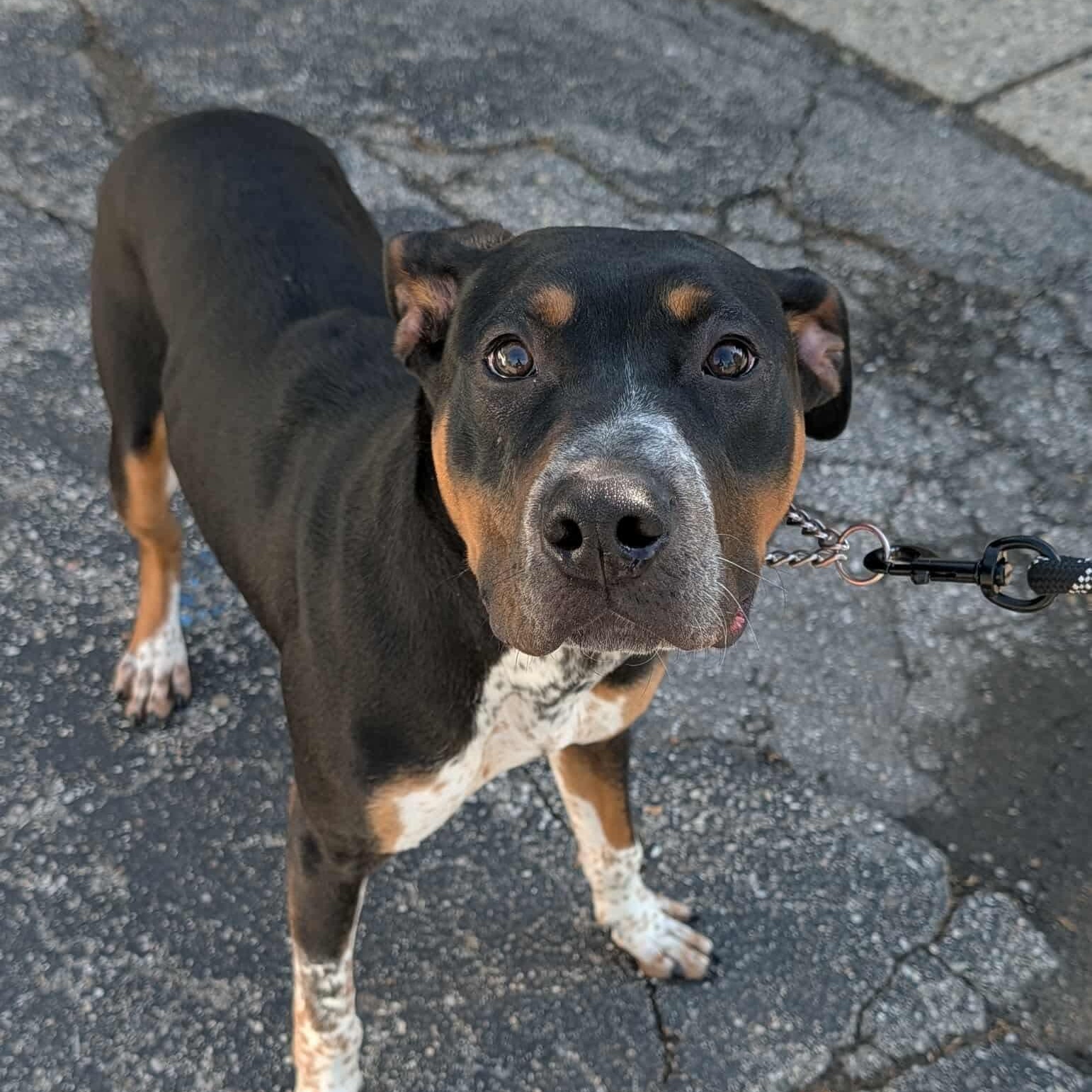 RICKY, ADOPTABLE, Puppy Male Rottweiler & Labrador Retriever.