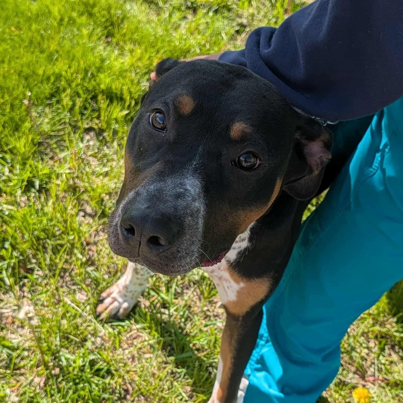 RICKY, a ADOPTABLE mixed breed in Westland, MI image 3/5
