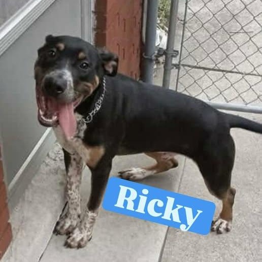 RICKY, a ADOPTABLE mixed breed in Westland, MI image 2/5