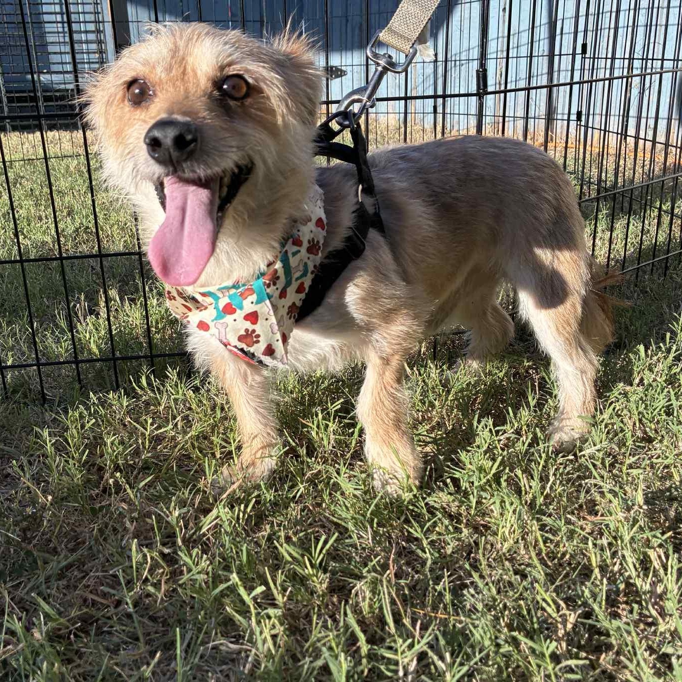 Bosco, an adoptable mixed breed in Oklahoma City, OK image 3/6