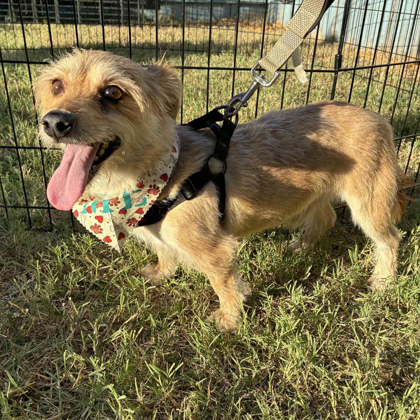 Bosco, adoptable, Adult Male Yorkshire Terrier & Maltese.