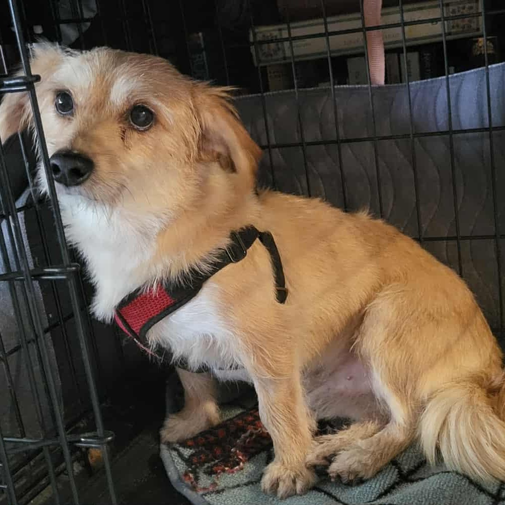 Bosco, an adoptable mixed breed in Oklahoma City, OK image 6/6