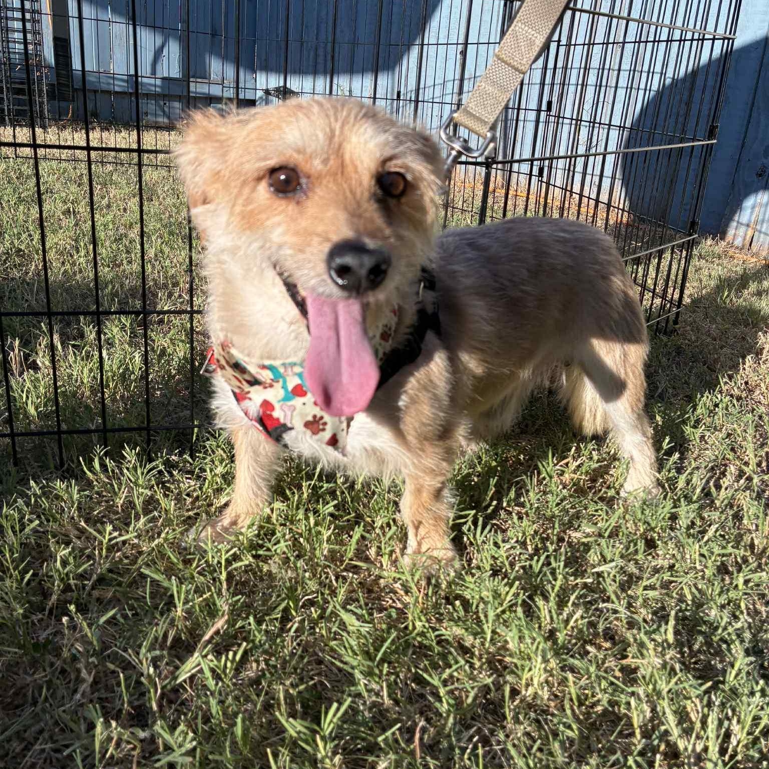 Bosco, an adoptable mixed breed in Oklahoma City, OK image 5/6
