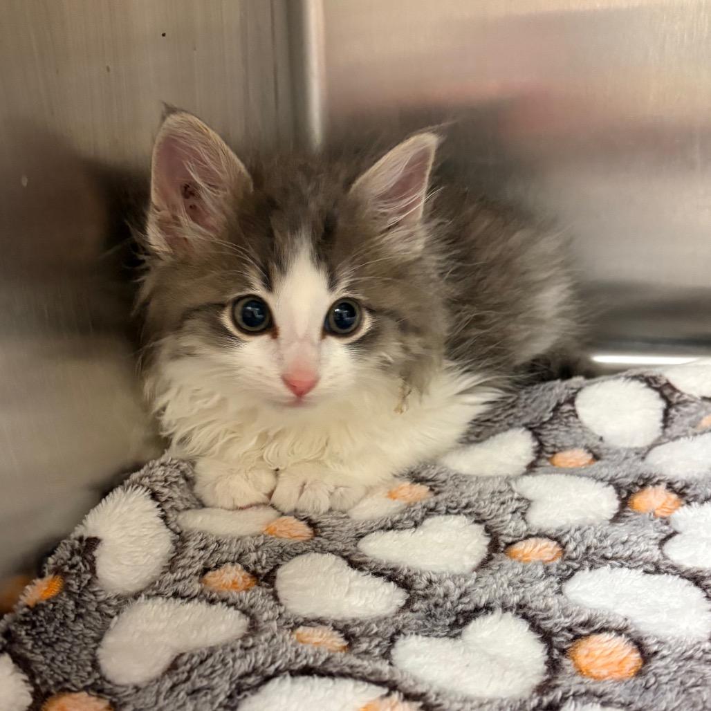 Toulouse, Adoptable, Kitten Male Domestic Long Hair.