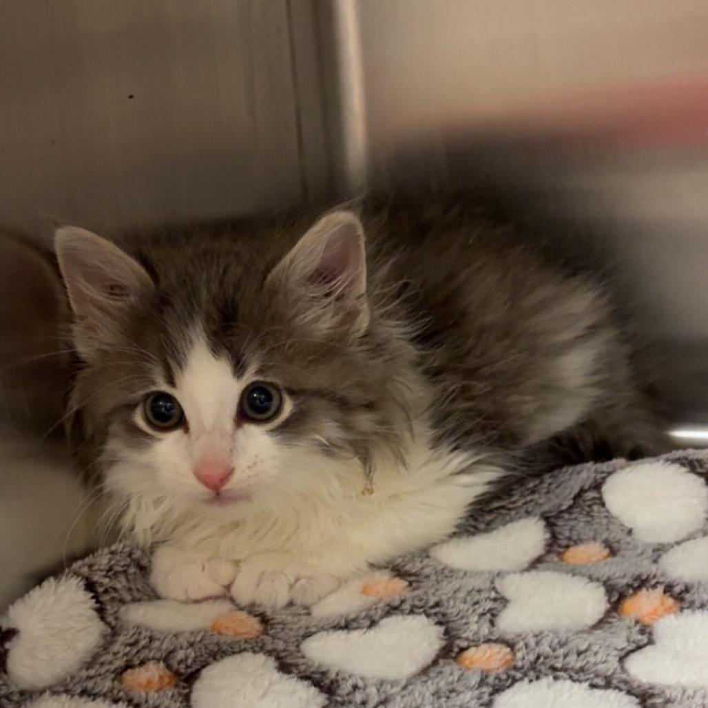 Toulouse, a Adoptable Domestic Long Hair in Tulsa, OK image 3/3