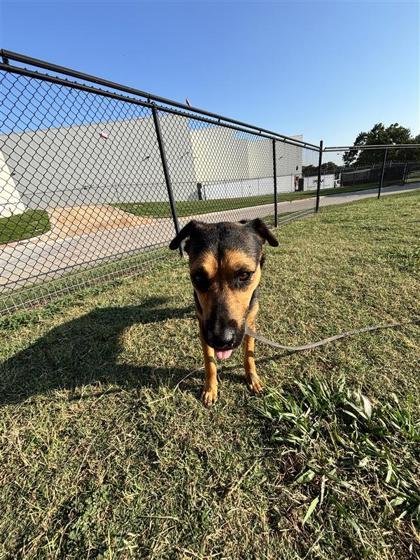 Princess, Adoptable, Adult Female Mixed Breed & Mixed Breed.