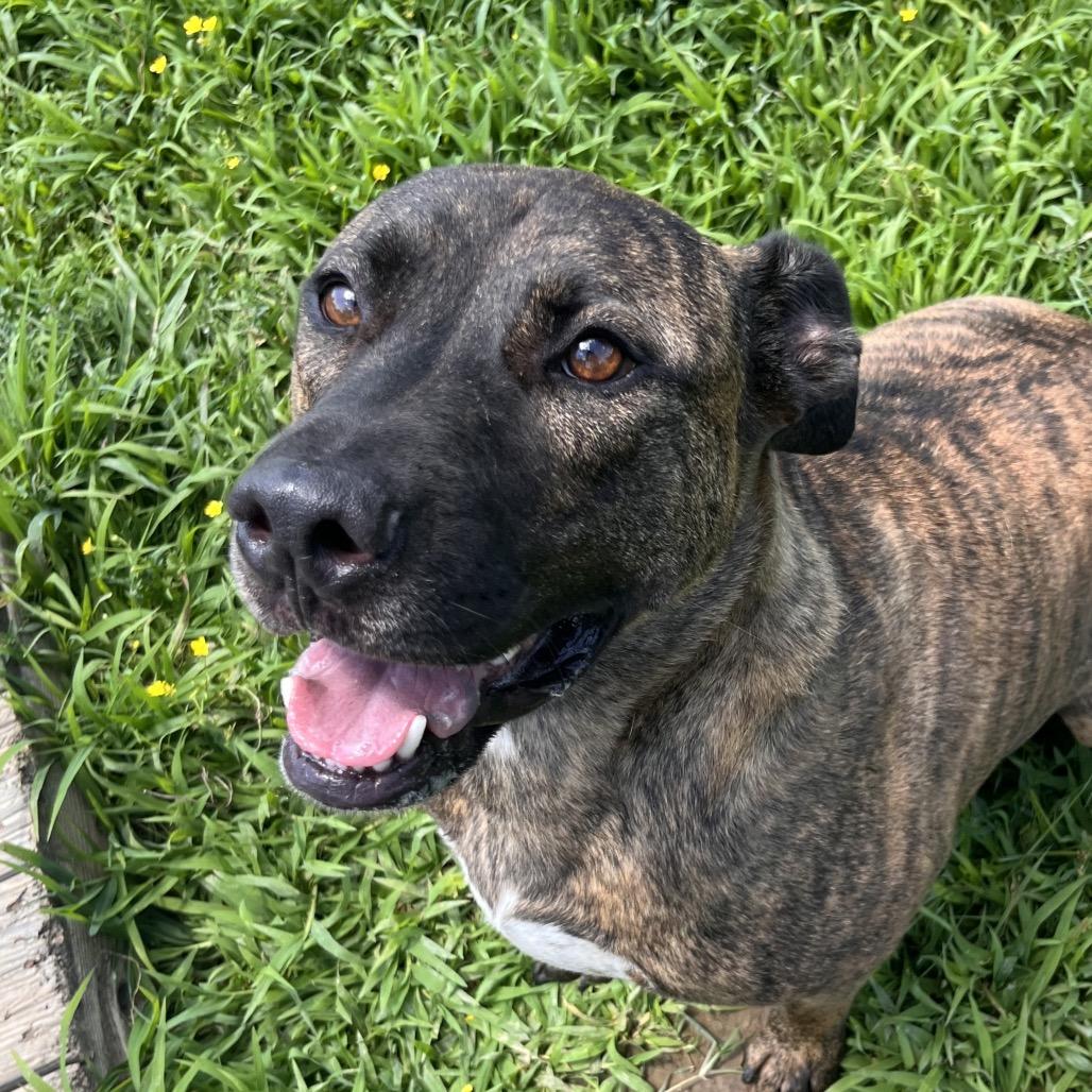 River, a Adoptable Mixed Breed in Clarksville, AR image 1/5