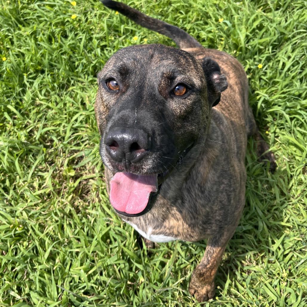 River, a Adoptable Mixed Breed in Clarksville, AR image 2/5