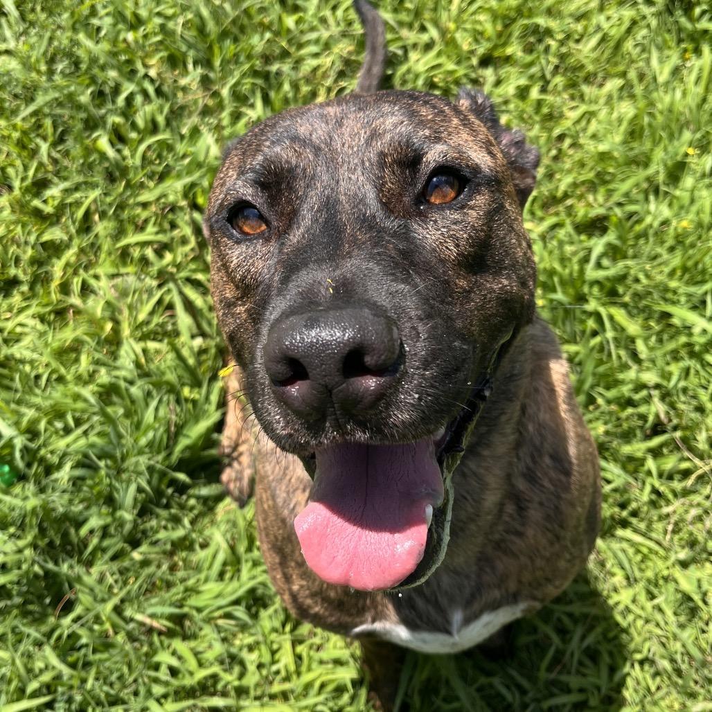 River, a Adoptable Mixed Breed in Clarksville, AR image 3/5