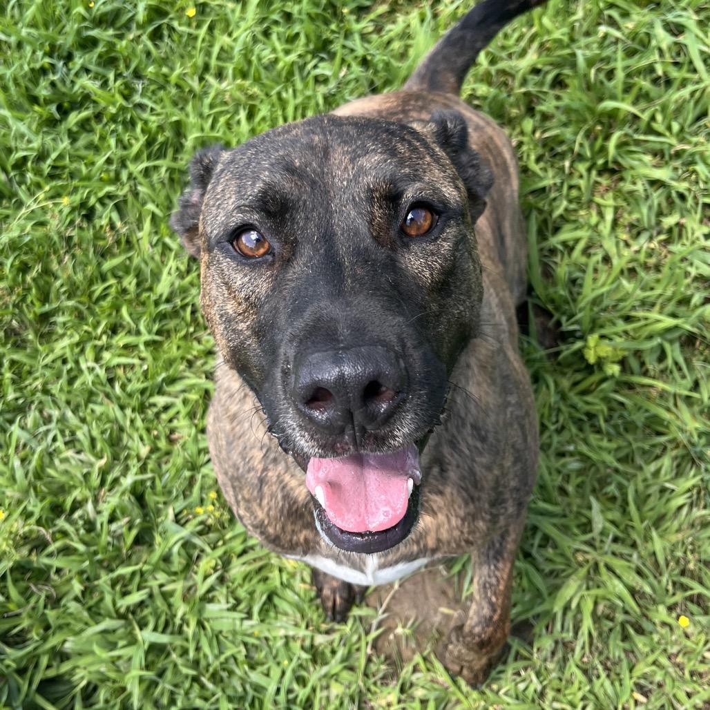 River, a Adoptable Mixed Breed in Clarksville, AR image 5/5
