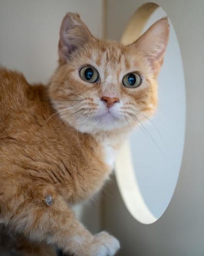 Enlarge Butter, a Adoptable mixed breed in Pequot Lakes, MN image 1/1