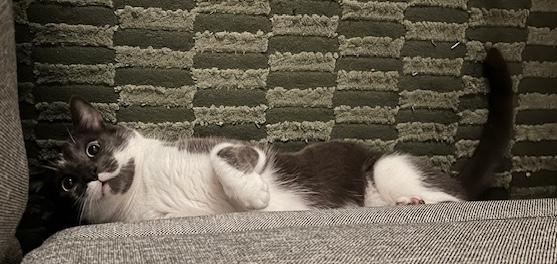 Nori, a Adoptable Domestic Short Hair in Sherman Oaks, CA image 3/4