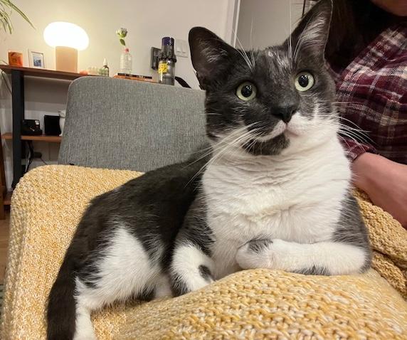 Nori, a Adoptable Domestic Short Hair in Sherman Oaks, CA image 1/4