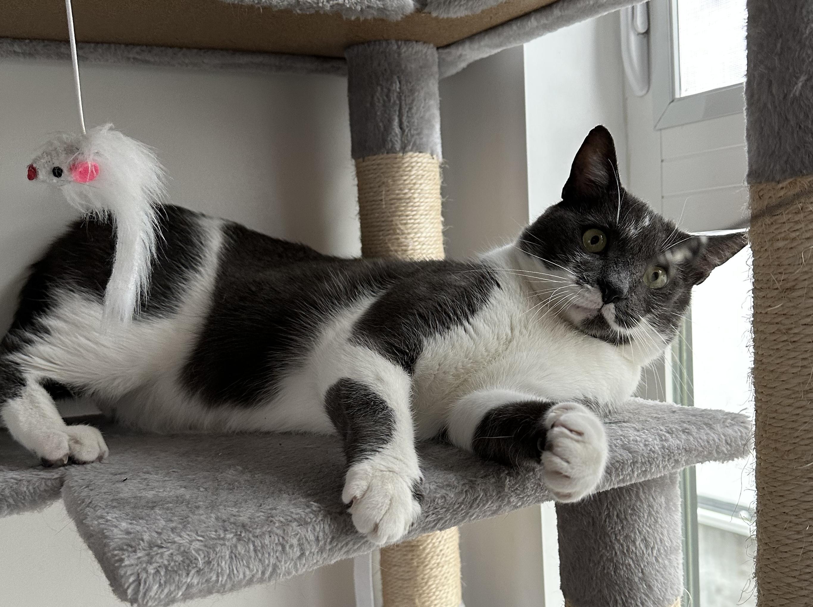 Nori, Adoptable, Adult Male Domestic Short Hair.