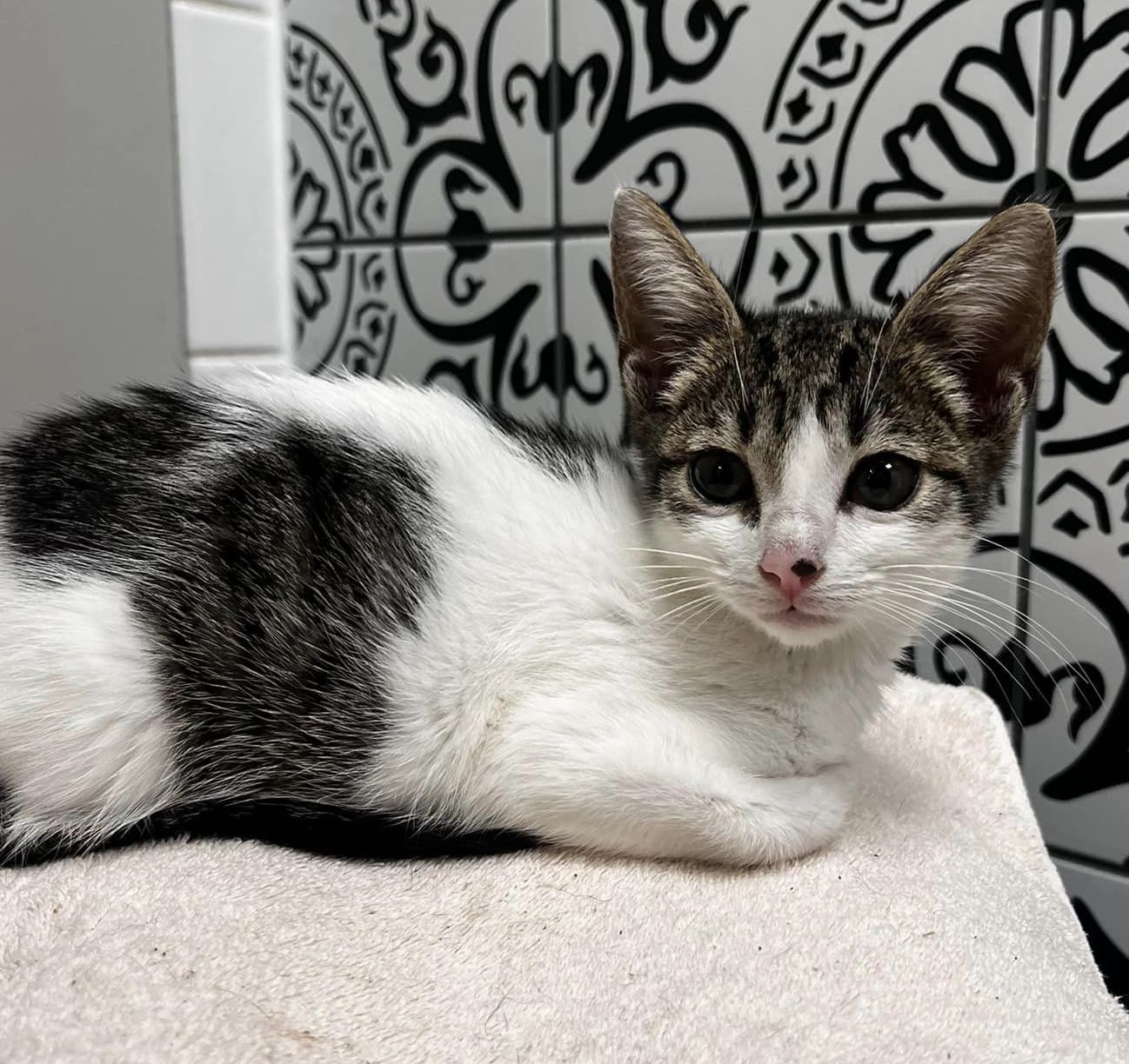 Cat for adoption Maple, a Domestic Short Hair Mix in Cumberland, RI