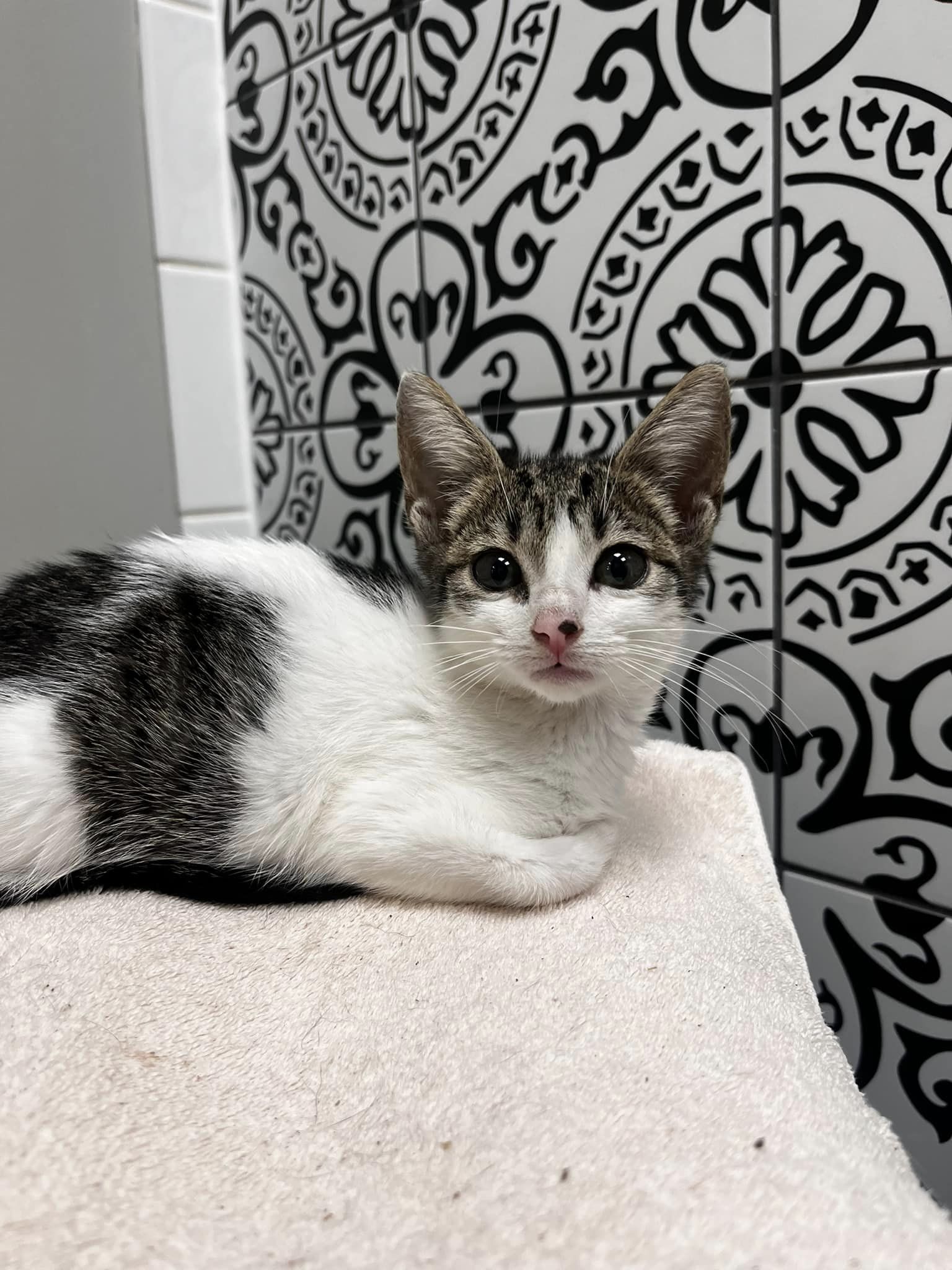 Cat for adoption Maple, a Domestic Short Hair Mix in Cumberland, RI