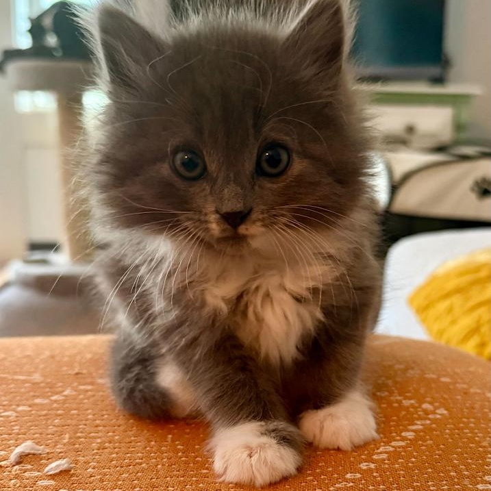Enlarge Mouse Trap, an adopted Domestic Long Hair in Ridgway, CO image 5/5
