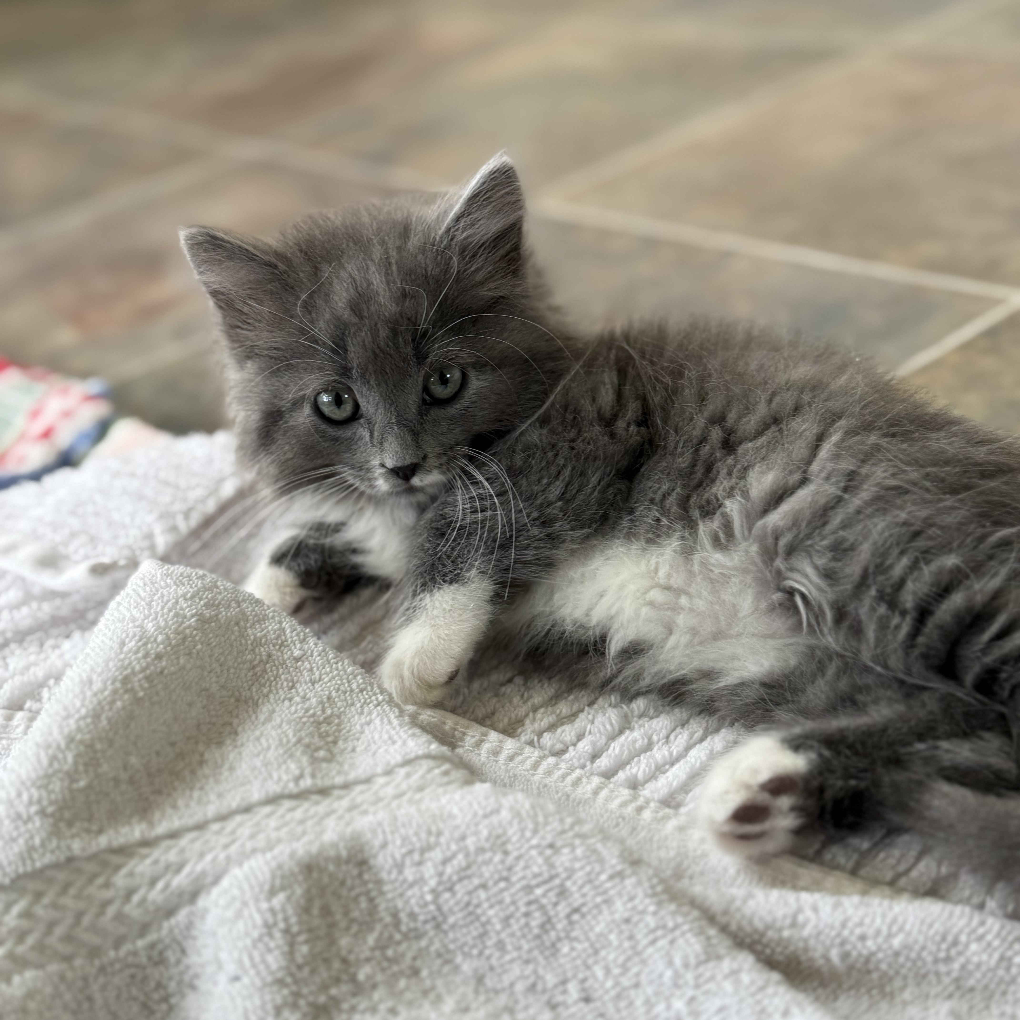 Enlarge Mouse Trap, an adopted Domestic Long Hair in Ridgway, CO image 2/5