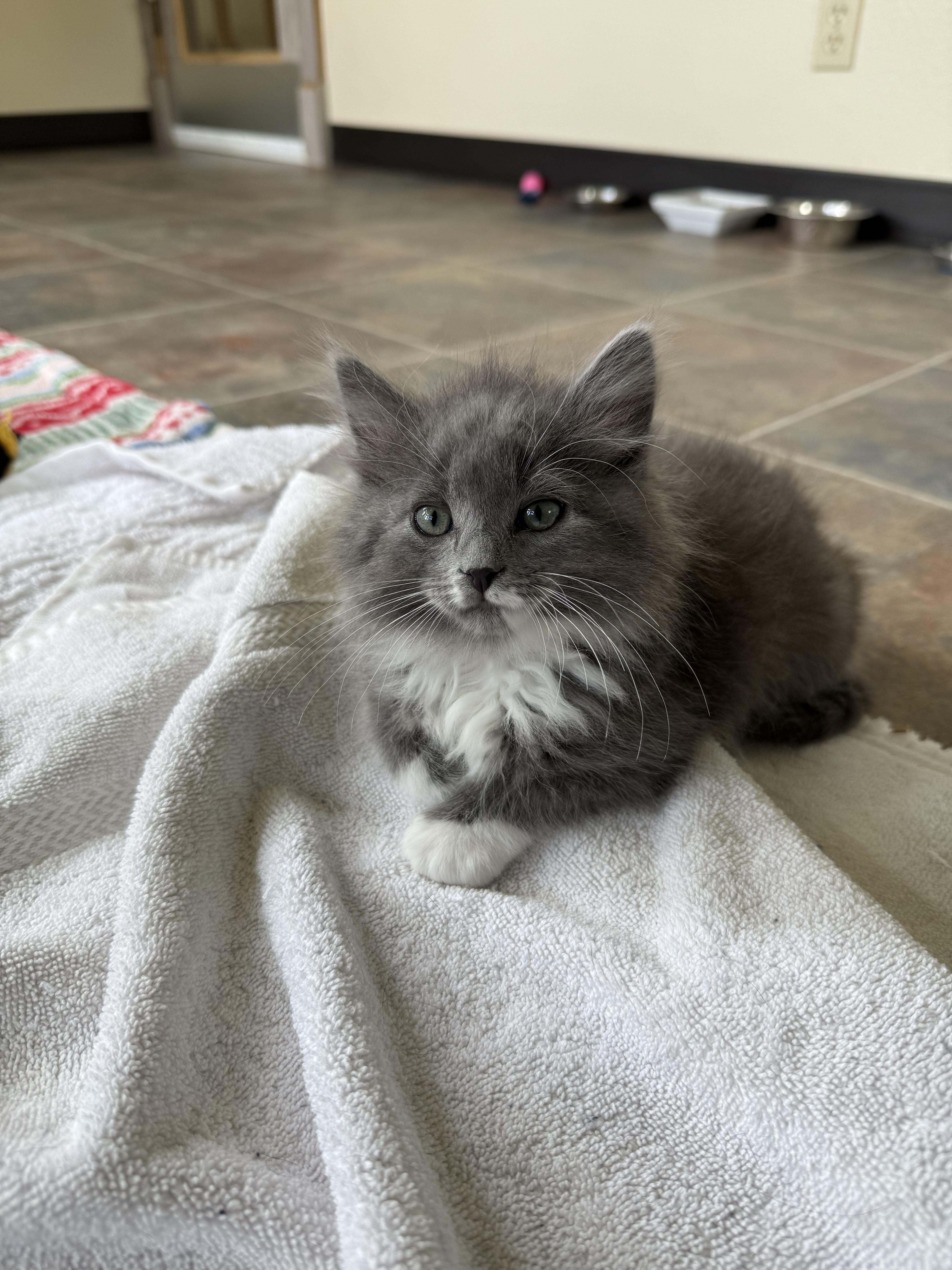 Enlarge Mouse Trap, an adopted Domestic Long Hair in Ridgway, CO image 4/5