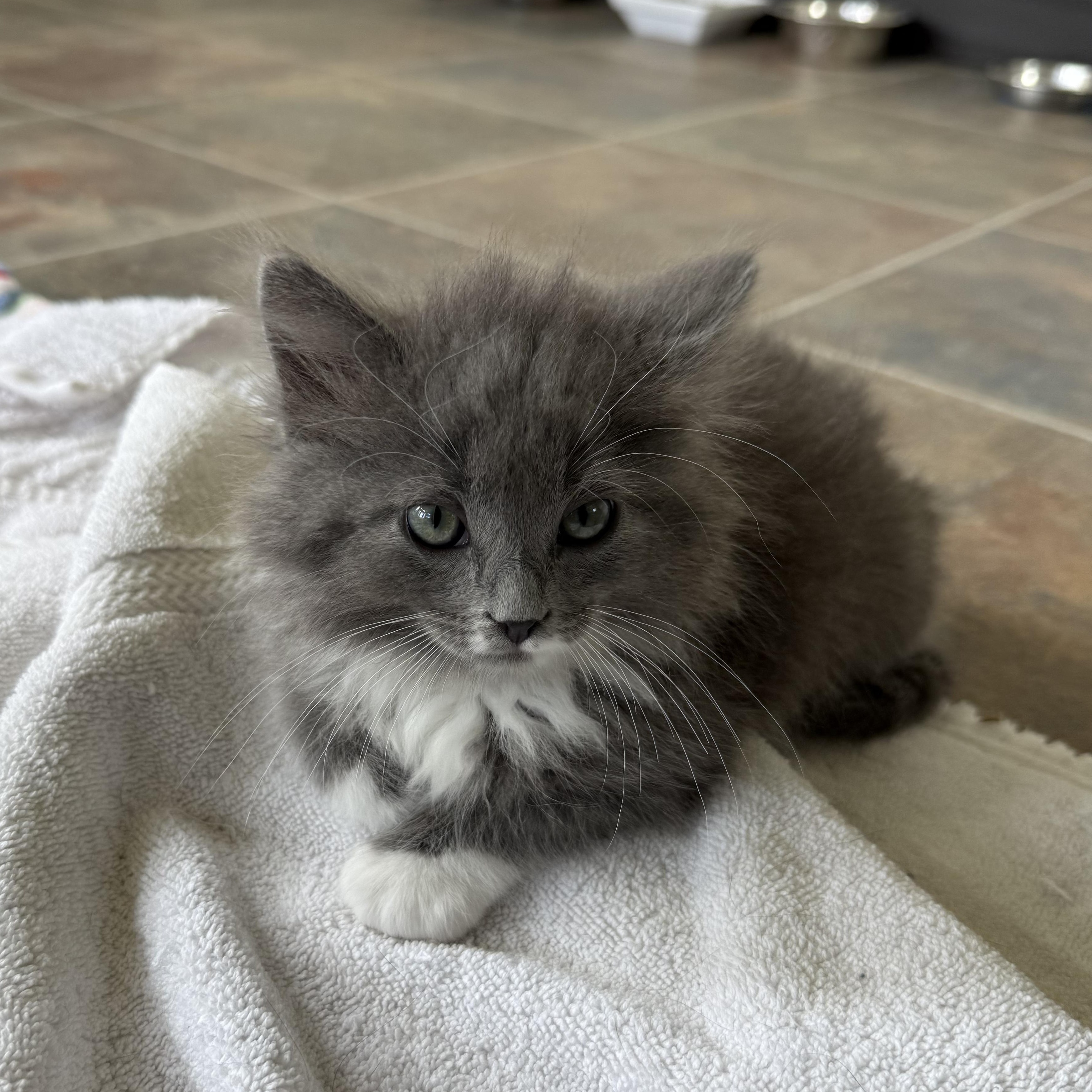 Enlarge Mouse Trap, an adopted Domestic Long Hair in Ridgway, CO image 3/5