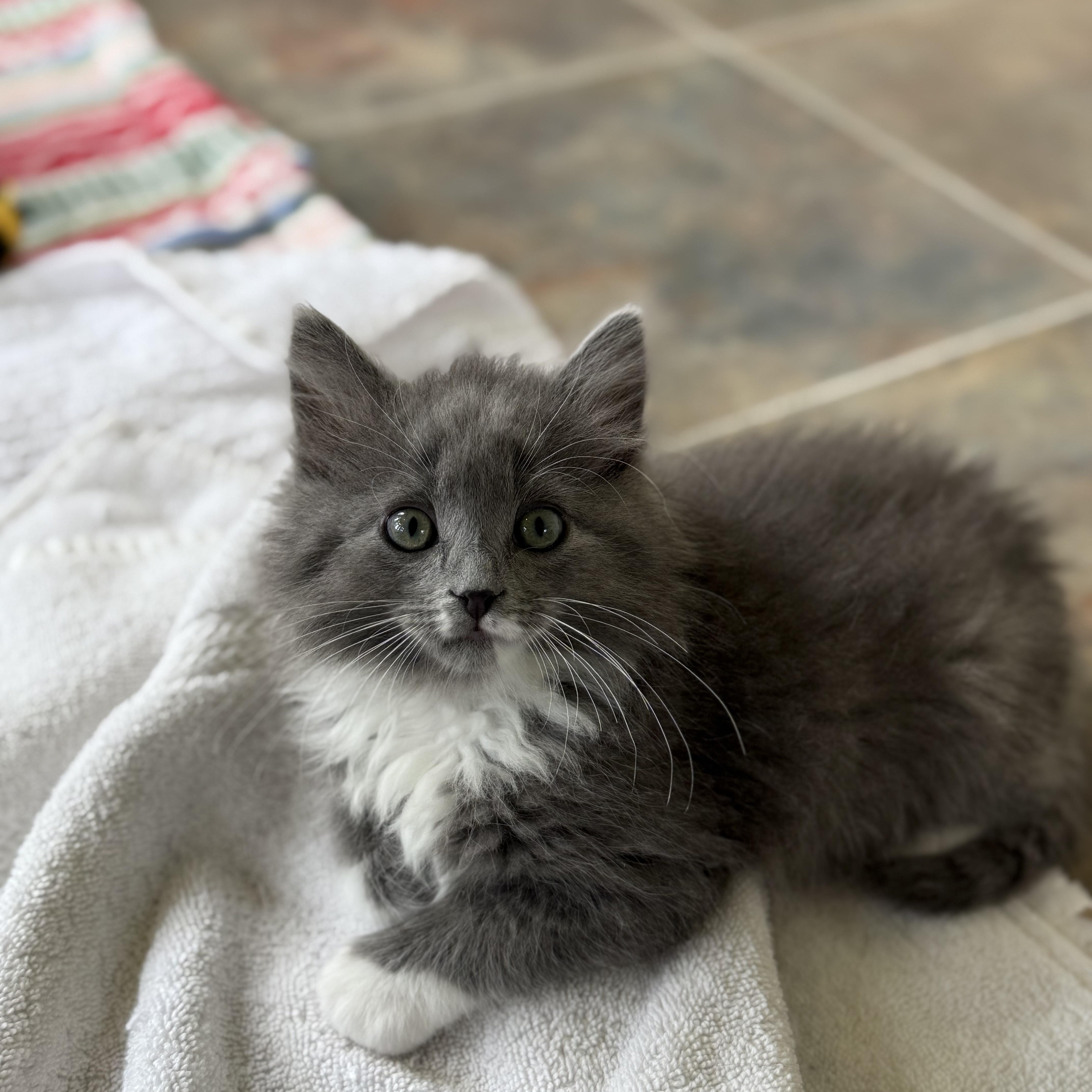 Mouse Trap, adopted, Kitten Male Domestic Long Hair.