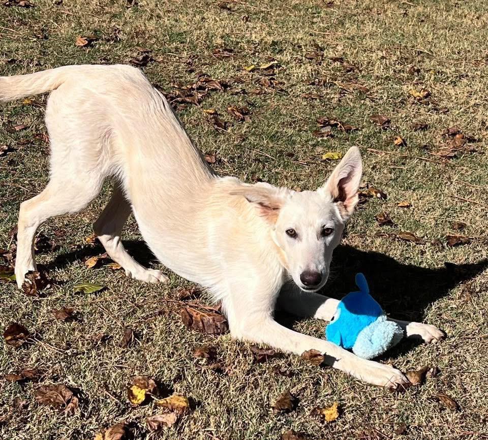 Enlarge Jorge, a Adoptable mixed breed in North Syracuse, NY image 1/1