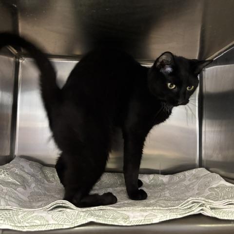 Robin, a ADOPTABLE Domestic Short Hair in Braintree, MA image 4/6