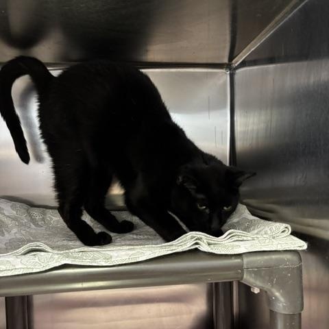 Robin, a ADOPTABLE Domestic Short Hair in Braintree, MA image 5/6