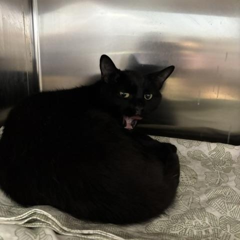 Robin, a ADOPTABLE Domestic Short Hair in Braintree, MA image 3/6