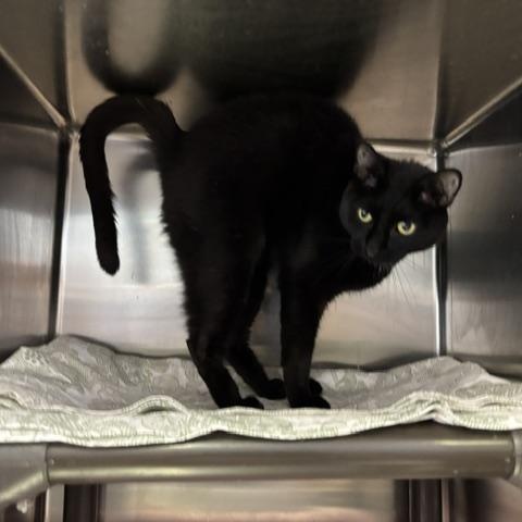 Robin, a ADOPTABLE Domestic Short Hair in Braintree, MA image 6/6