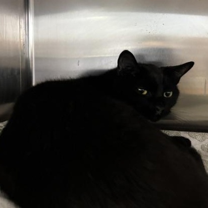 Robin, a ADOPTABLE Domestic Short Hair in Braintree, MA image 1/6