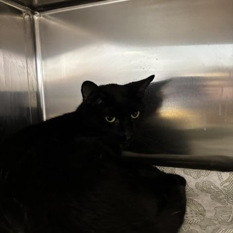 Robin, a ADOPTABLE Domestic Short Hair in Braintree, MA image 2/6