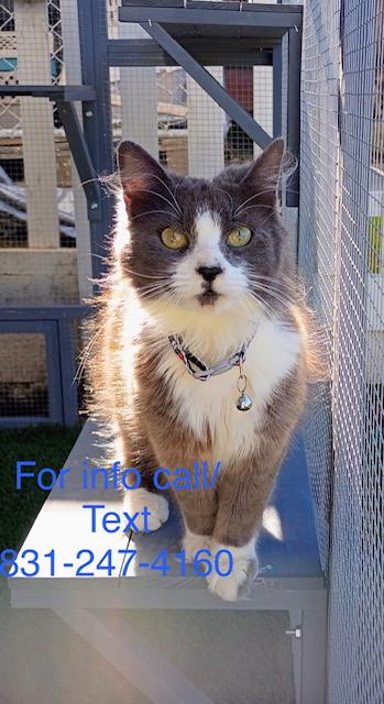 Jaspre, a ADOPTABLE Domestic Medium Hair in Santa Cruz, CA image 2/6