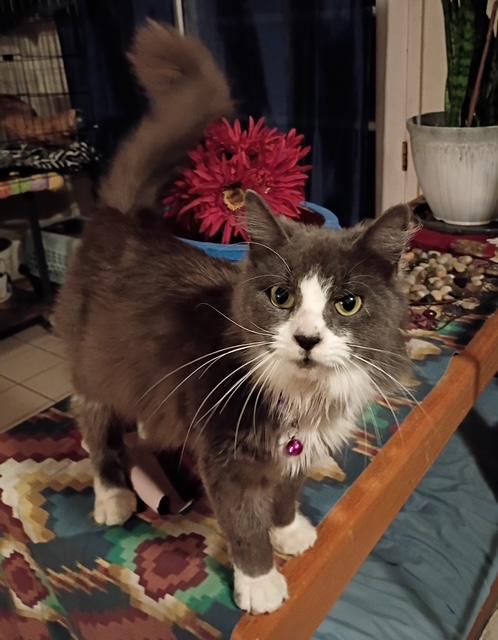 Jaspre, a ADOPTABLE Domestic Medium Hair in Santa Cruz, CA image 6/6