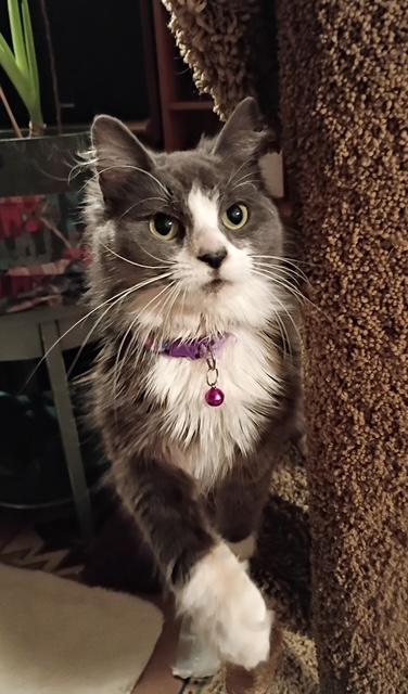 Jaspre, ADOPTABLE, Young Female Domestic Medium Hair.
