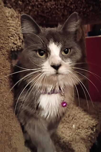 Jaspre, a ADOPTABLE Domestic Medium Hair in Santa Cruz, CA image 4/6