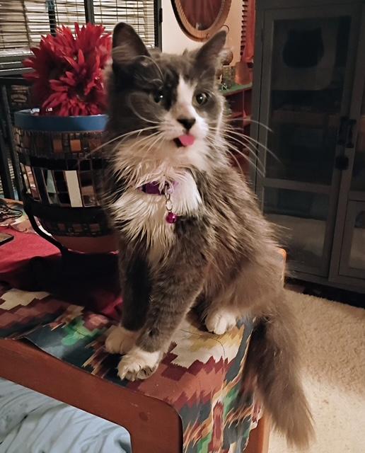 Jaspre, a ADOPTABLE Domestic Medium Hair in Santa Cruz, CA image 5/6