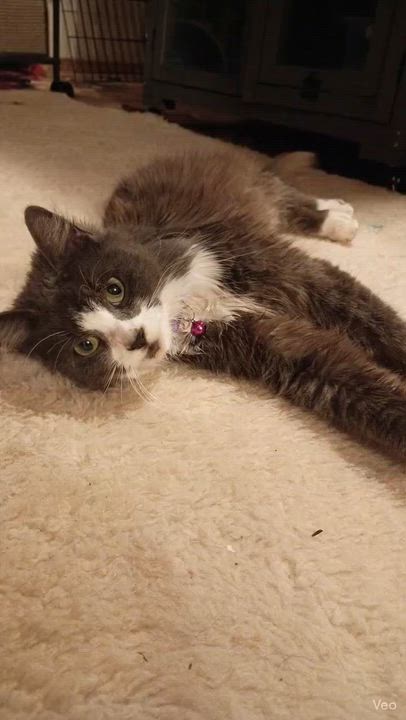 Enlarge Jaspre, a ADOPTABLE Domestic Medium Hair in Santa Cruz, CA video 3/6