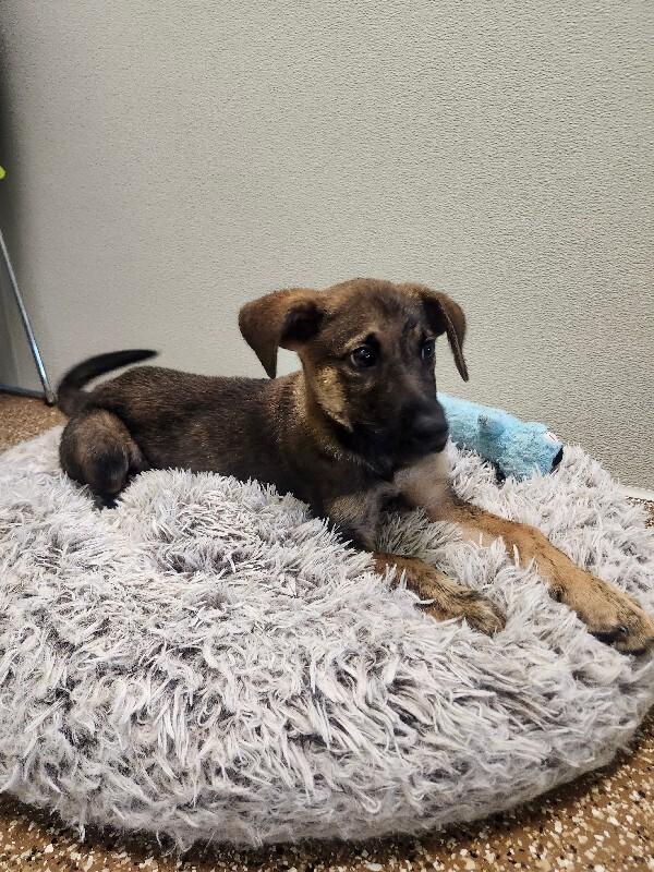 Woody, Adoptable, Young Male Mixed Breed & Labrador Retriever.