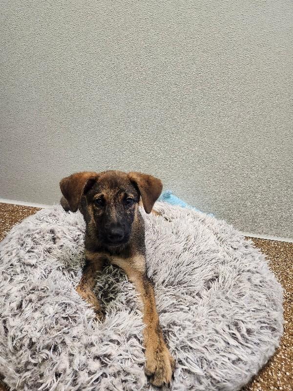 Enlarge Woody, a Adoptable mixed breed in Jackson, TN image 2/4