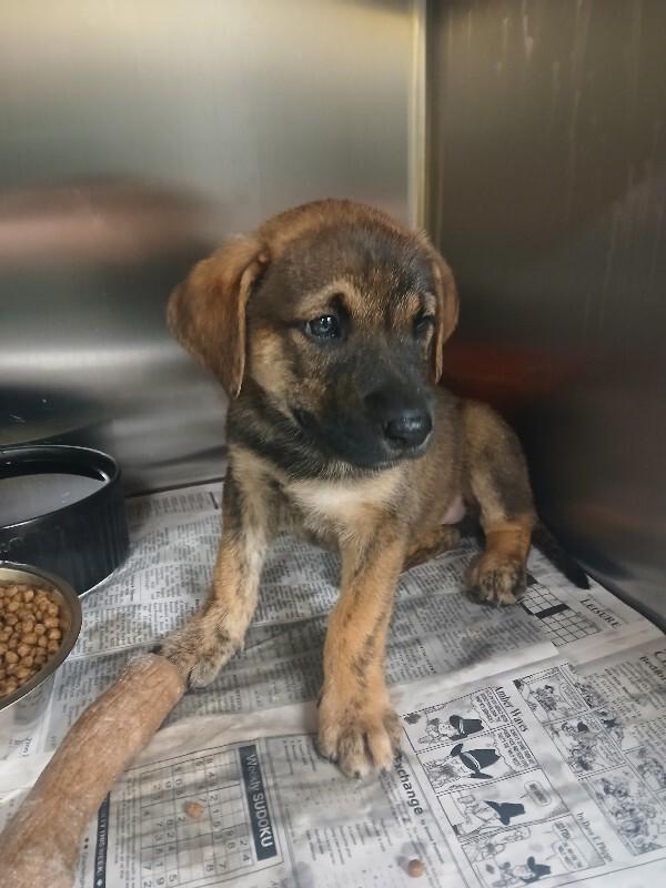 Enlarge Woody, a Adoptable mixed breed in Jackson, TN image 3/4