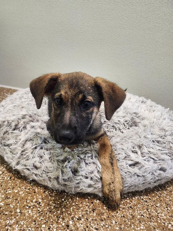 Enlarge Woody, a Adoptable mixed breed in Jackson, TN image 4/4