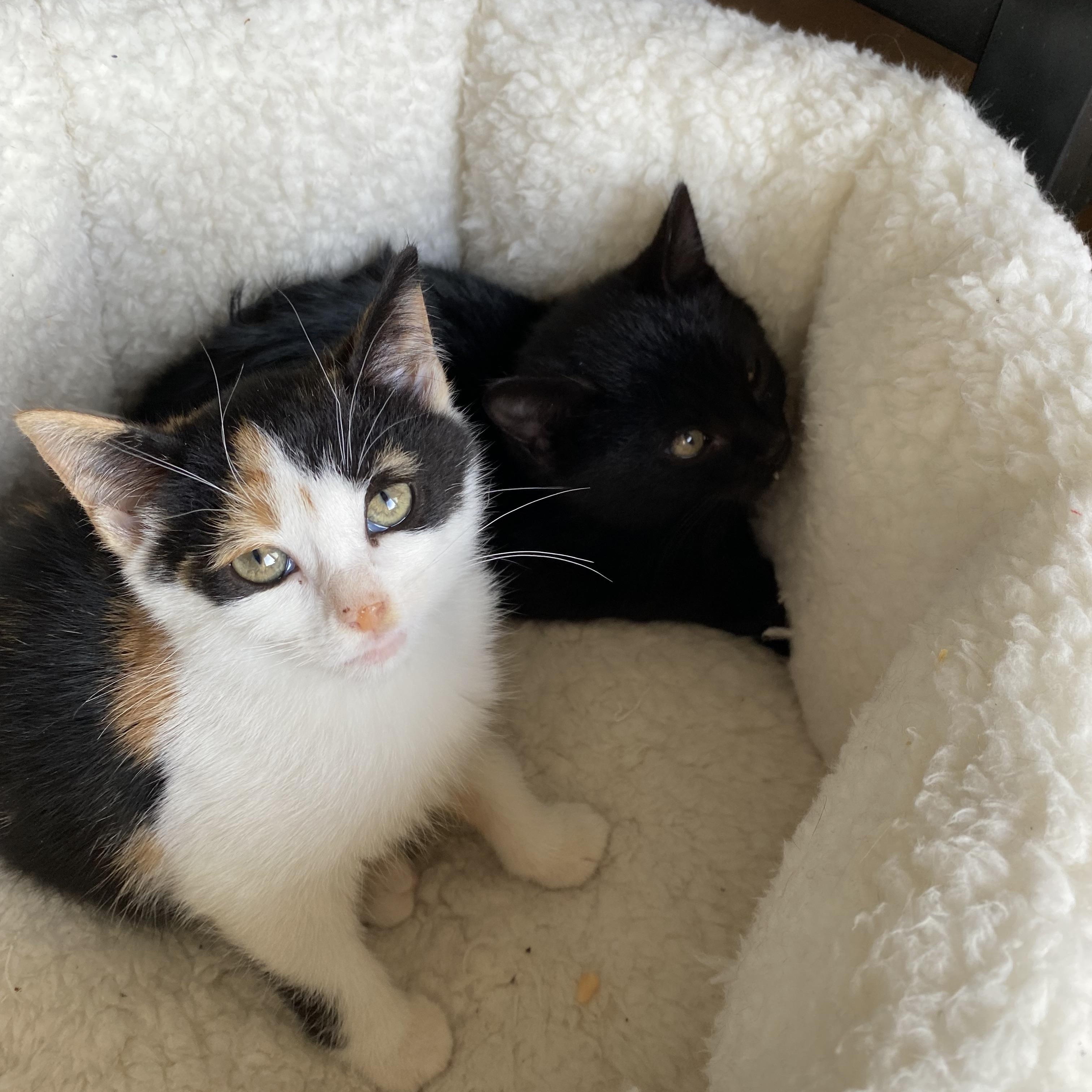 Enlarge Raincloud , a Adoptable Domestic Short Hair in Brooklyn, NY image 2/2