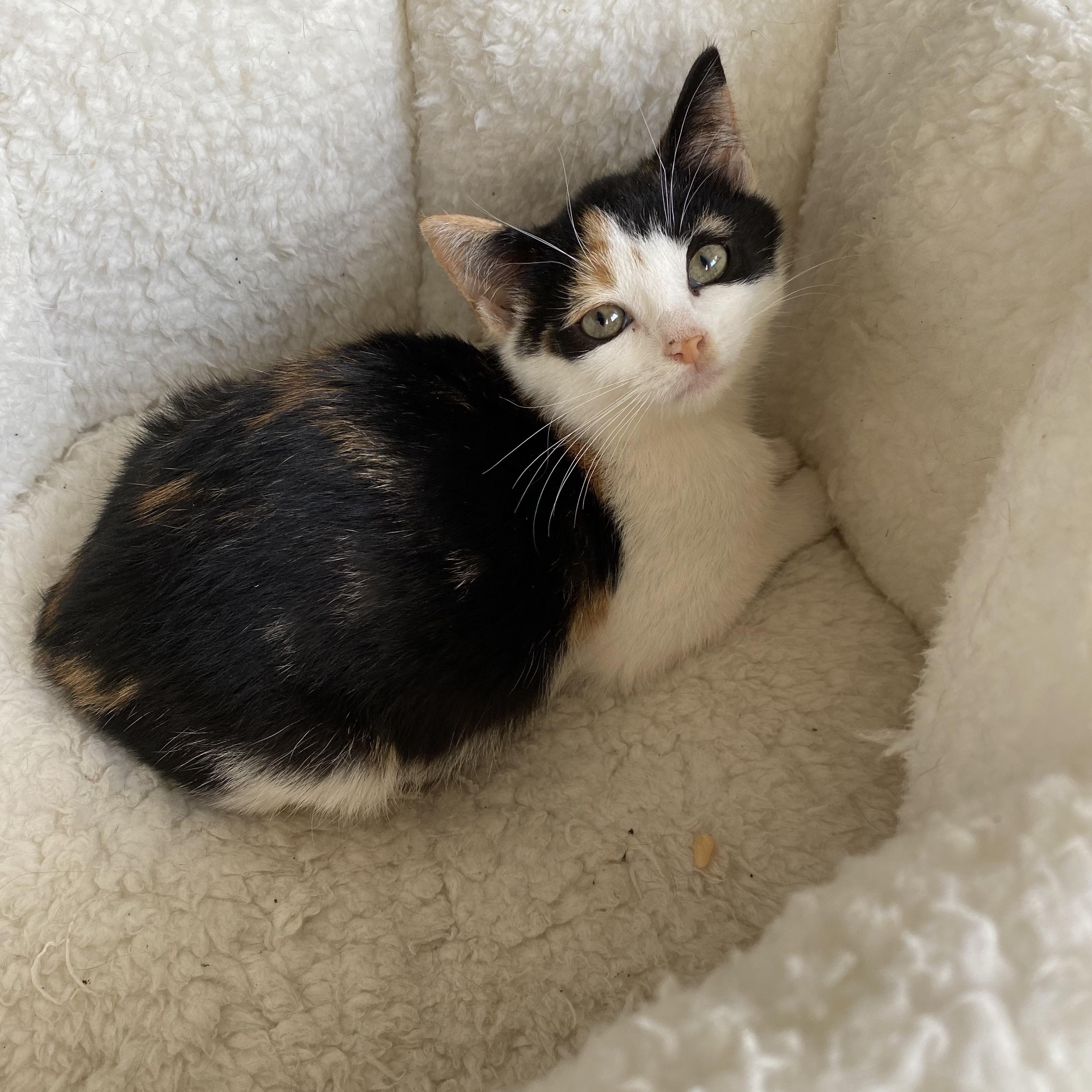 Enlarge Raincloud , a Adoptable Domestic Short Hair in Brooklyn, NY image 1/2