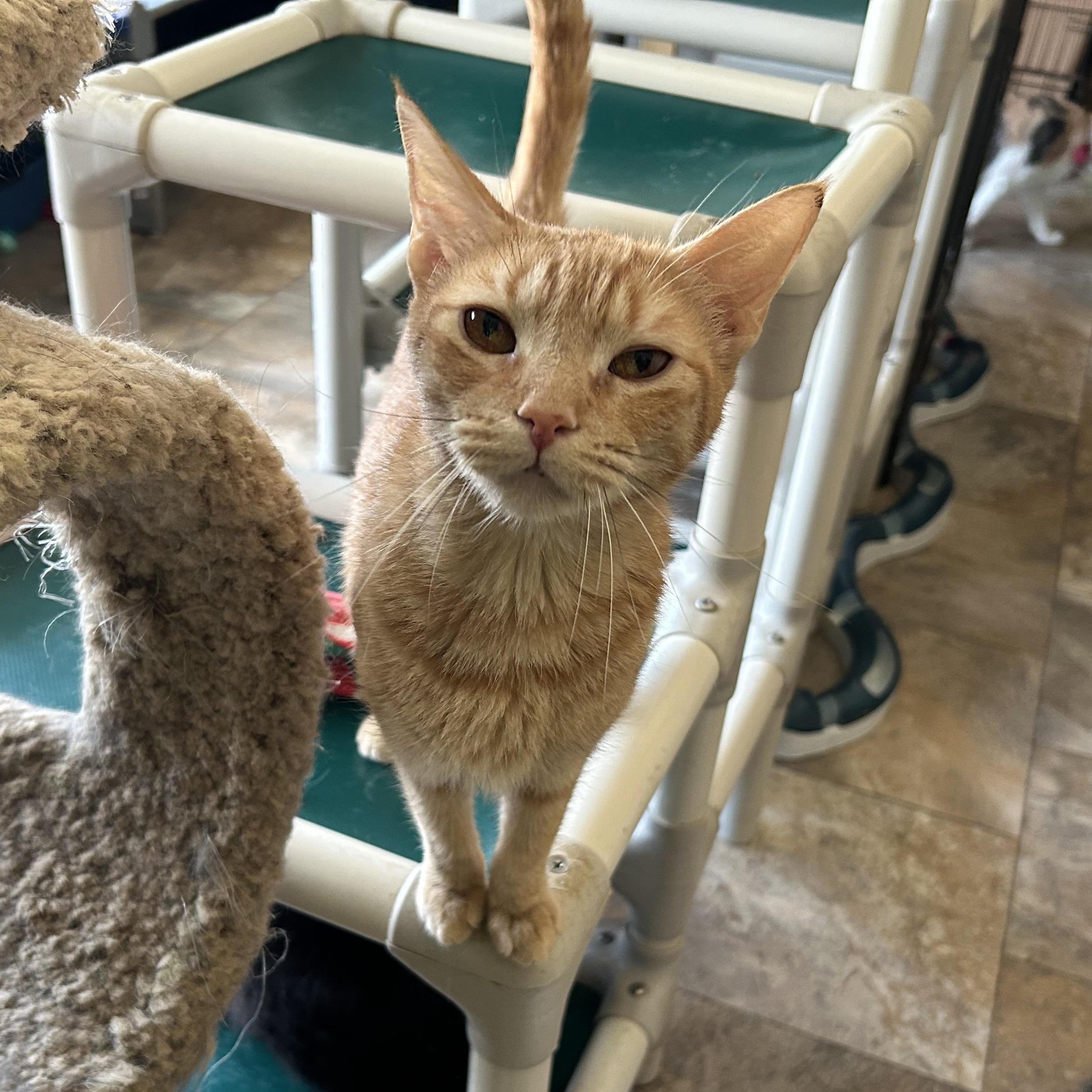 Bella Sol, Adult Female Domestic Short Hair