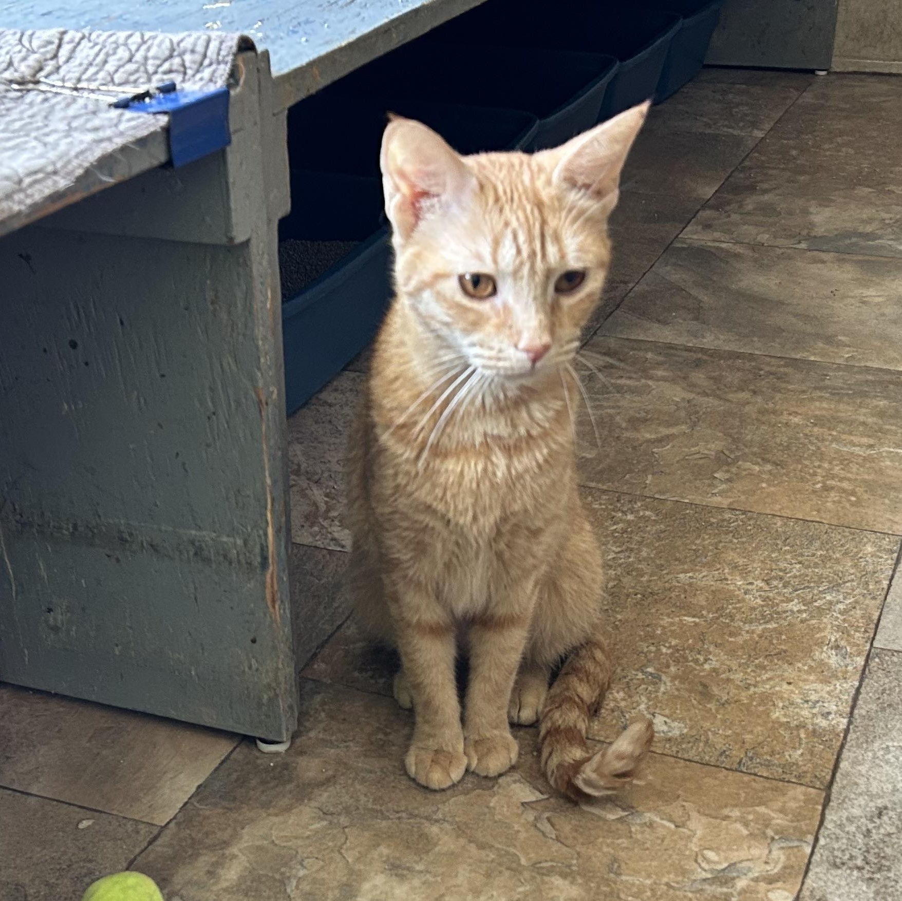 Enlarge Bella Sol, a Adoptable Domestic Short Hair in La Salle, IL image 2/2